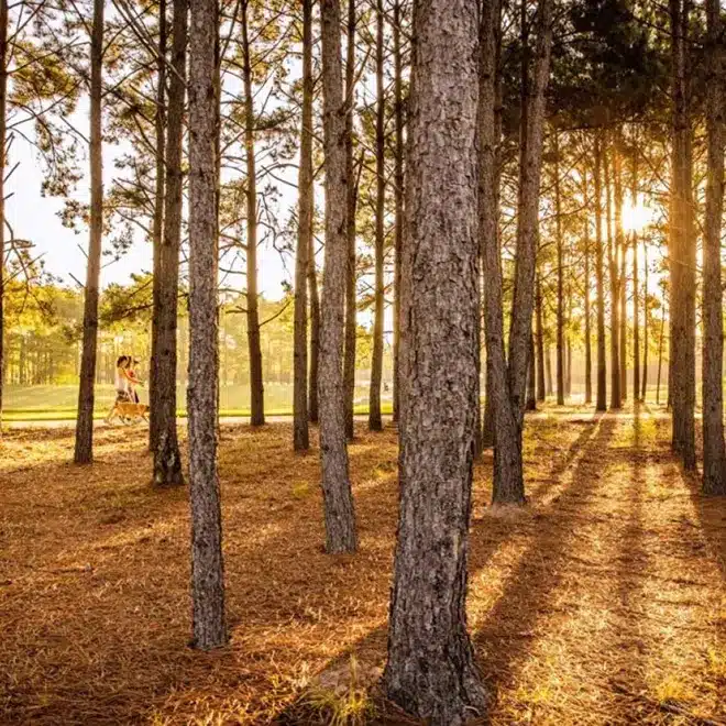 Tall pine trees in a sunlit forest with long shadows on the ground; two people are visible walking in the background.